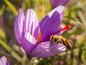 Zafferano Stimmi Il Panierino